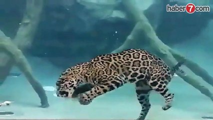Suda Avlanan Kaplan videosu İzle