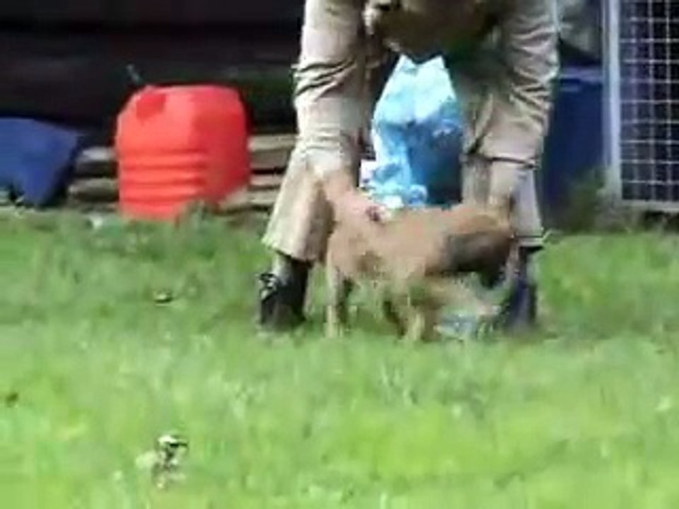 Fun puppy training 7 weeks