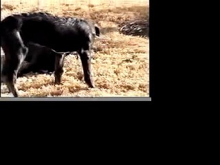 My Dear Hounds......Scottish Deerhound pups Azure and Adele
