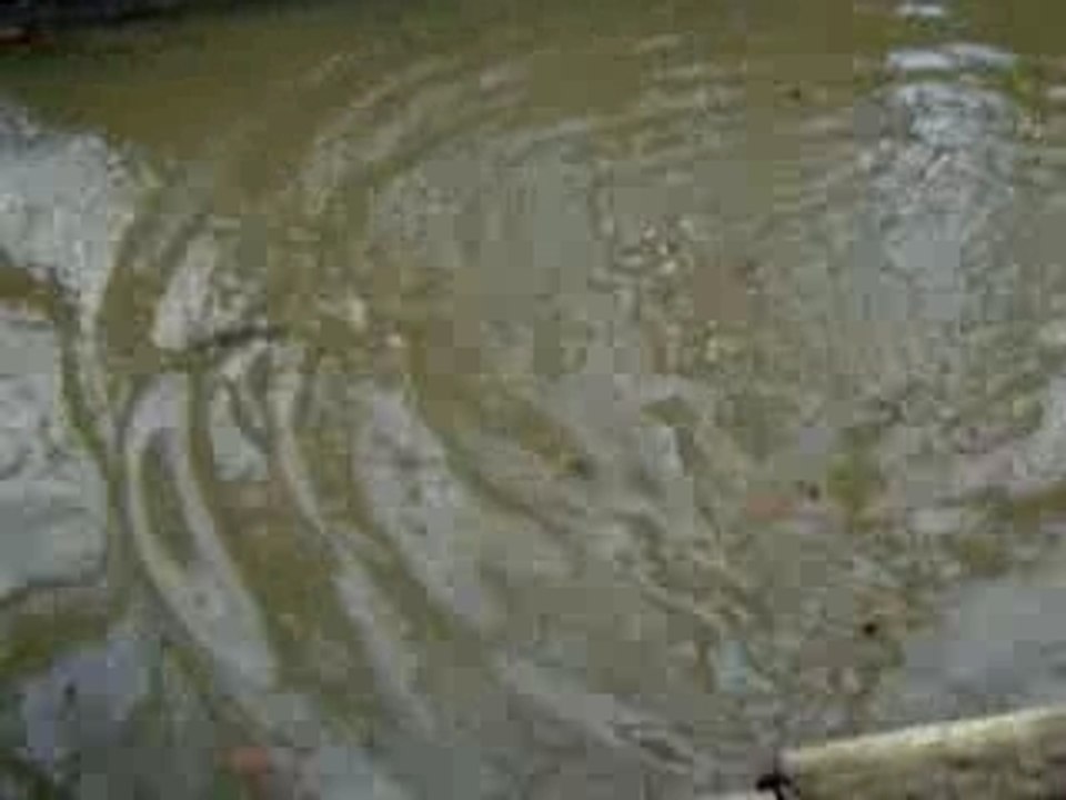 le mystere du poisson rouge