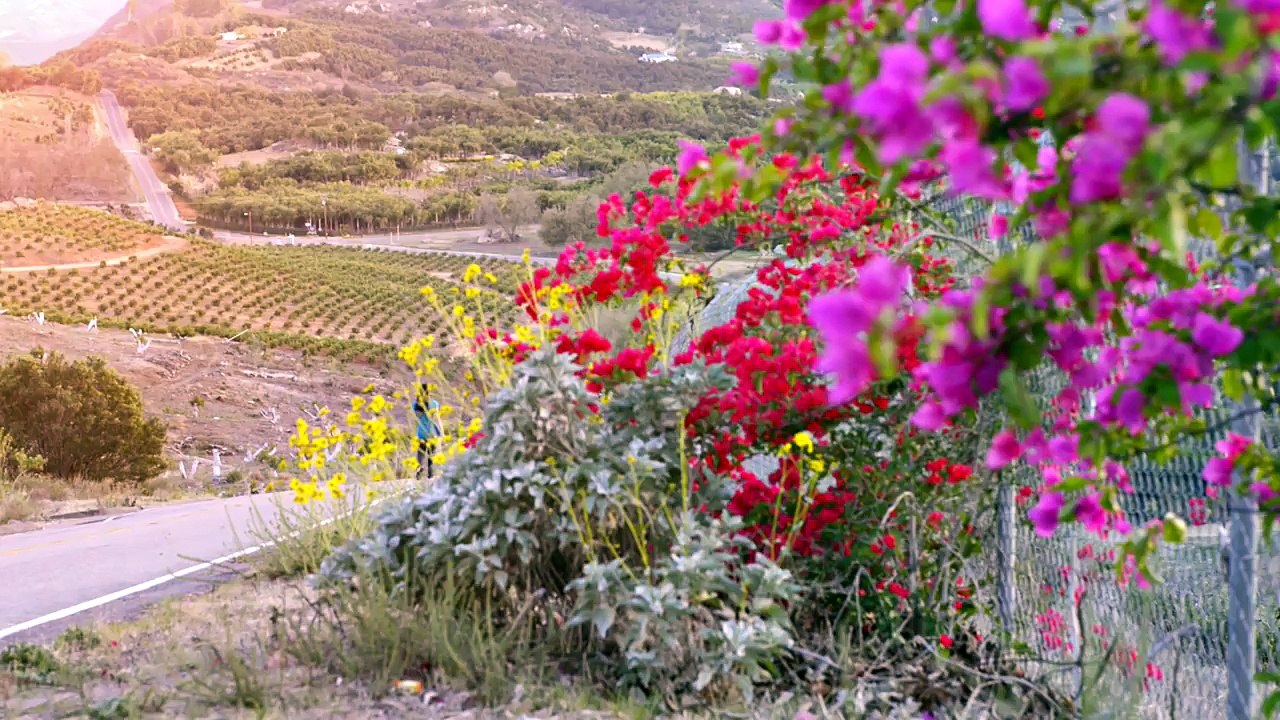 Como Preparar Te de Linaza y sus Beneficios - Flaxseed Tea