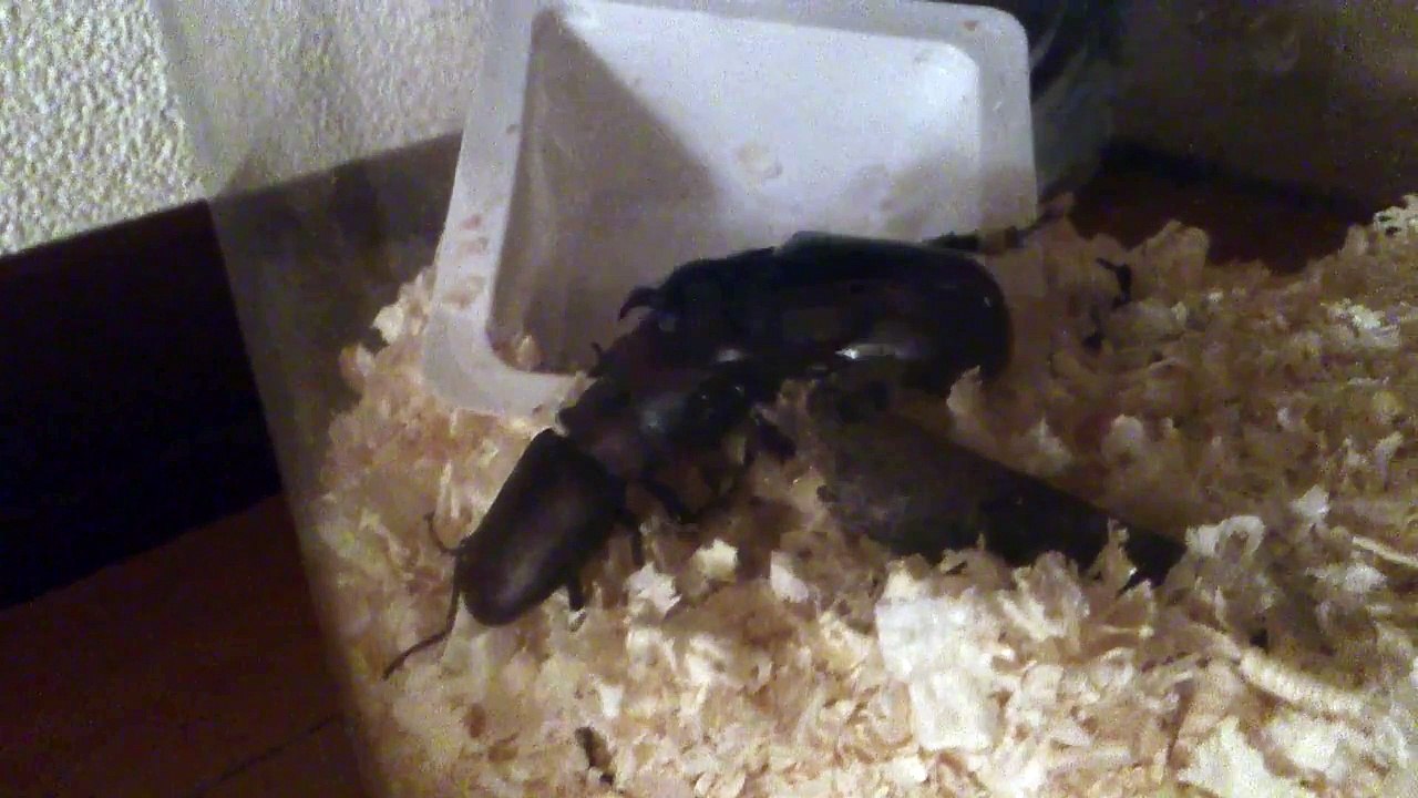 カブトムシVSクワガタ(その1)