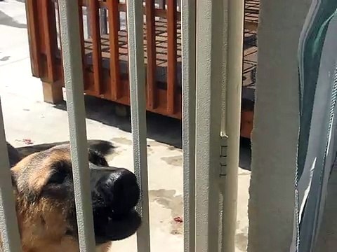 German shepherd barking