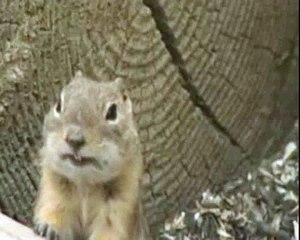 psychotic prairie dog