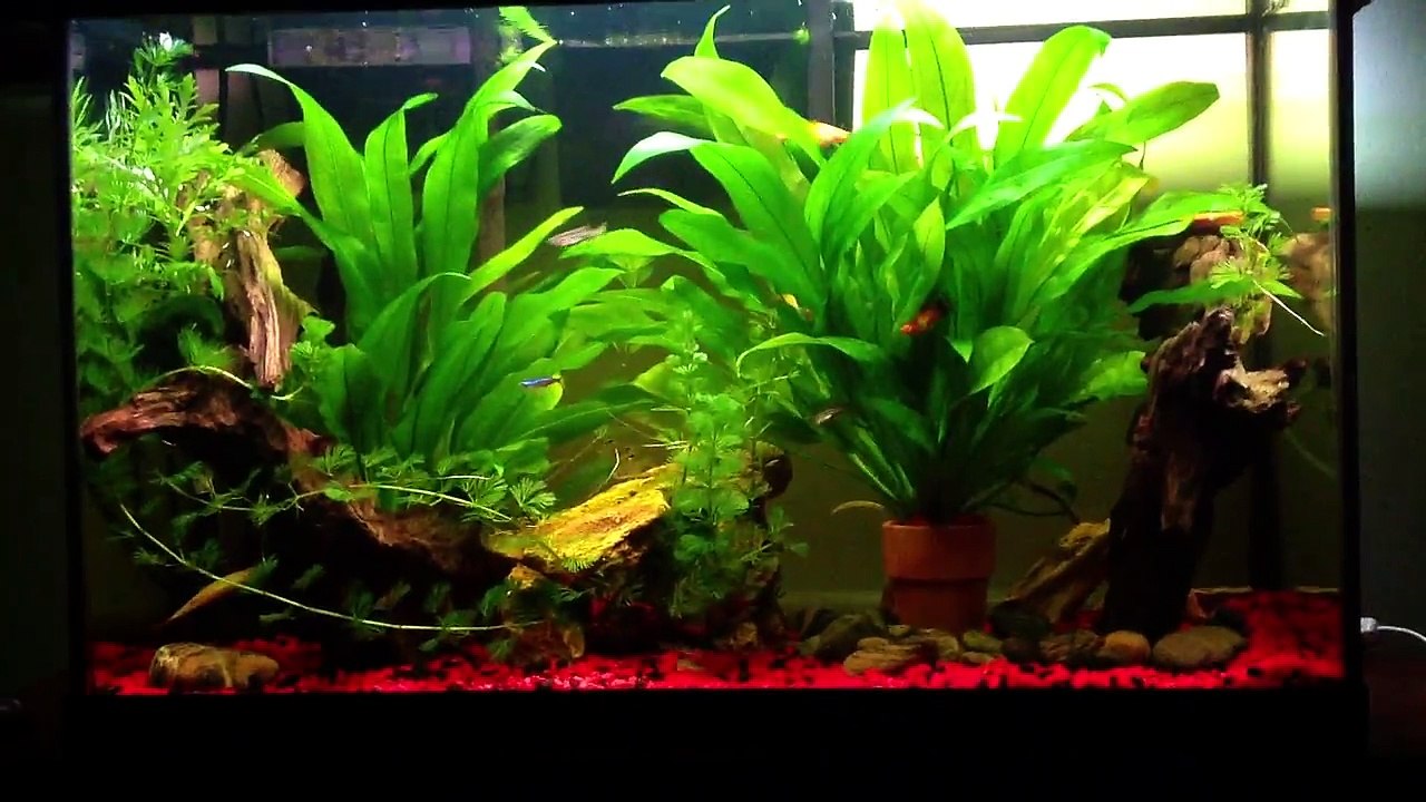 Double Fluval Chi Planted Aquariums & 30 Gallon Planted Tank