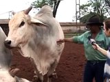touro ataca apresentadora de tv