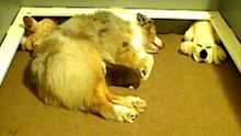 Puppy 13