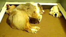Puppy 14