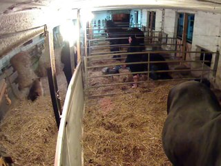 Les Drôles de dames en mode poulinage avec SAARTJE