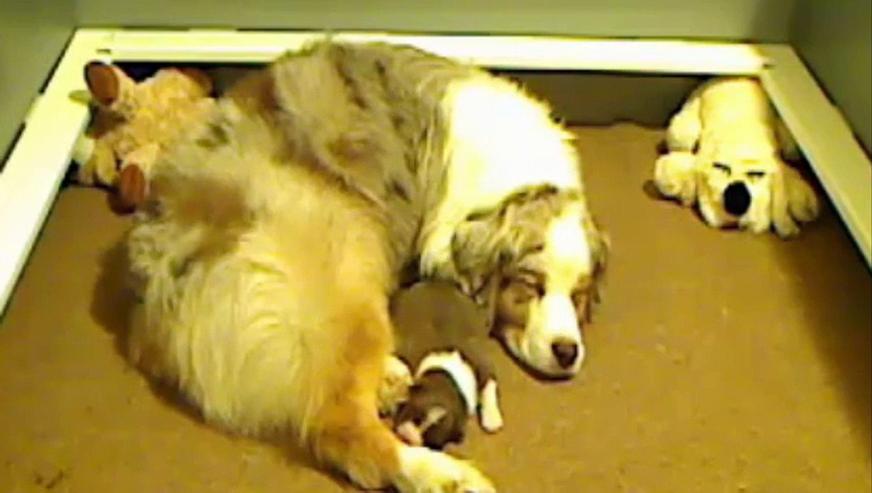 Puppies
