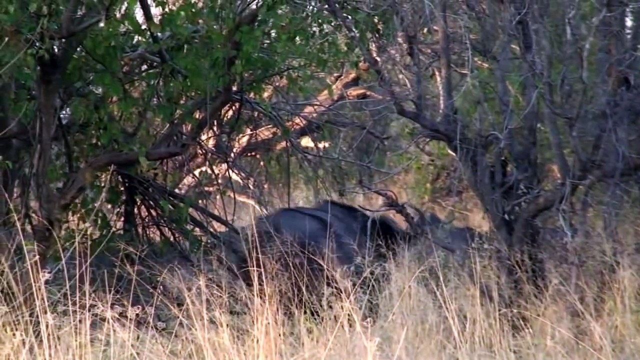 Cape Buffalo - HD Hunting