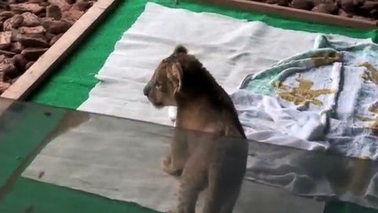 2010.8.10　赤ちゃんライオン(*´ｪ`*)　(富士サファリパーク)