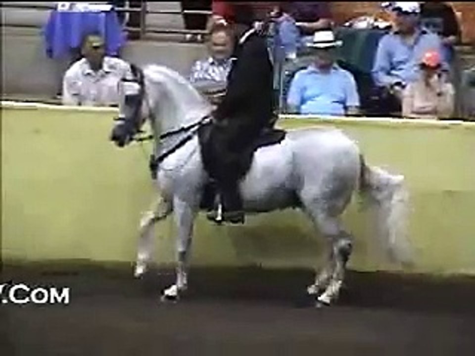 PASOFINOTV.COM - GRAN CAMPEONATO CABALLOS PASO FINO  USA NATIONALS 2009