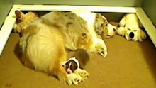 Puppy 52