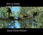 Bird s on Kakadu Nationalpark Australia Vogel Vögel SelMcKenzie Selzer-McKenzie