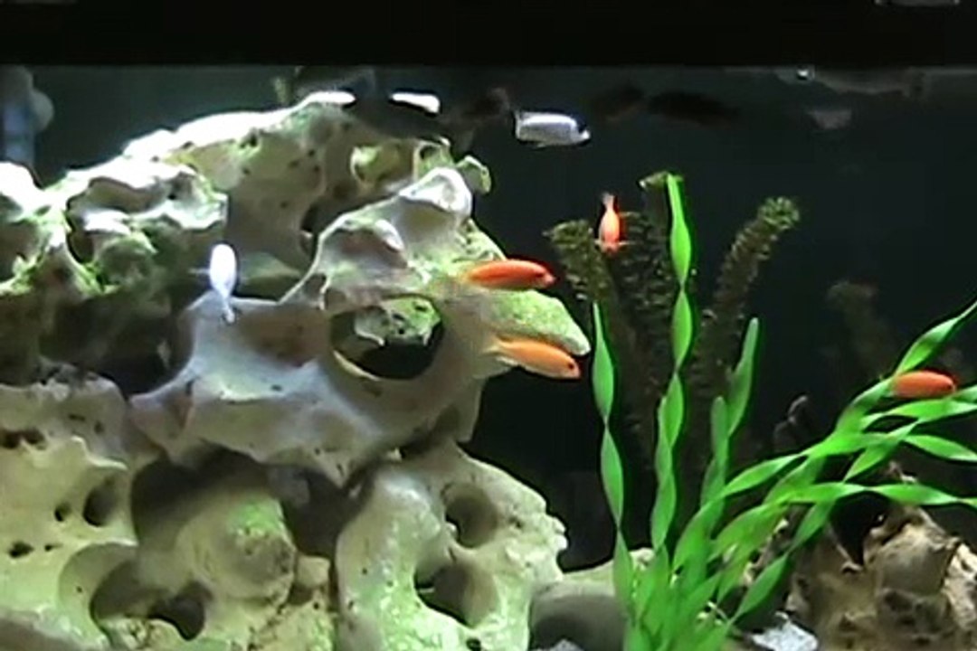 Lake Malawi Mbuna Cichlid aquarium