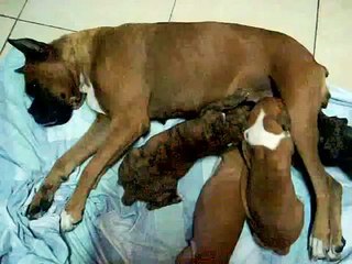 CACHORROS BOXER 1 MES