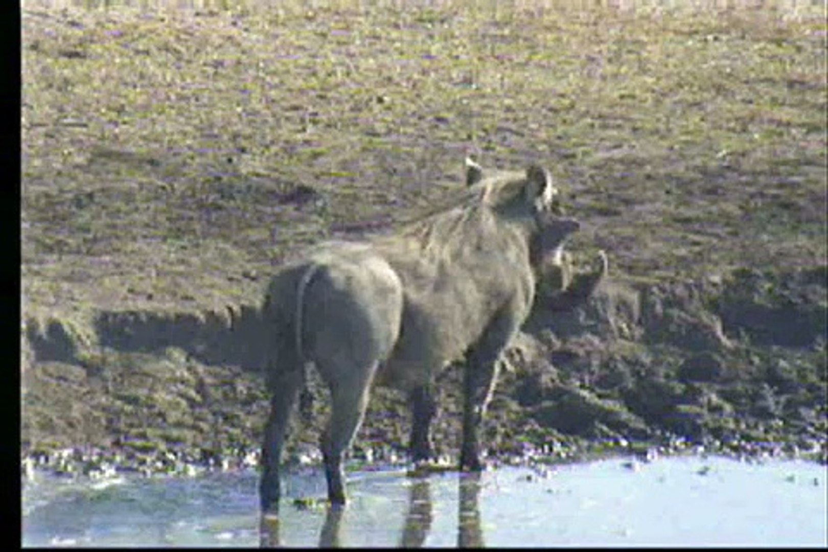 7.19.07 2.40pm single male warthog