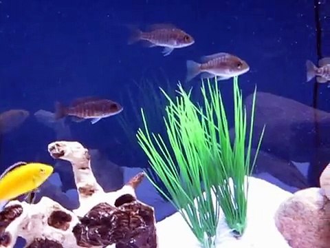 55 gallon African cichlid tank