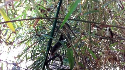 Bay chao mao tai Binh Phuoc (phan 1)