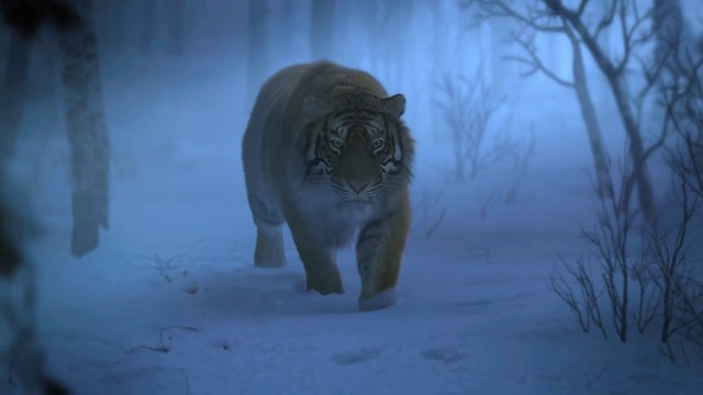 La Bataille de la Montagne du Tigre - Extrait Pris au piège [Full HD] (Tsui Hark)