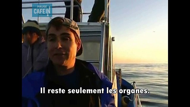 Il grimpe sur une carcasse de baleine, les requins sont à quelques mètres