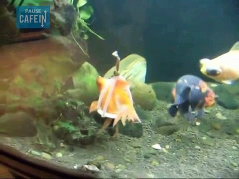 il fabrique une chaise roulante à son poisson rouge handicapé