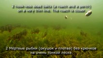 Pike fishing with dead-baits: perch vs roach, attacks underwater. Рыбалка: щука атакует подводой.