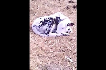 KID COW SLEEPING