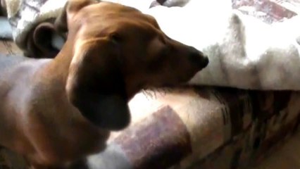 --NEW! Princess Leia the Miniature Dachshund in -What the heck is that--