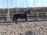 Jasper stallion Friesian horse dressage