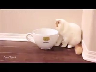 Anyone Want A Cup of CAT LOL