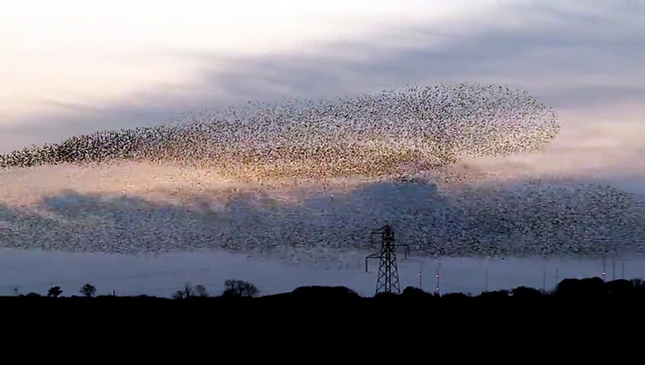 Amazing wild life scene.