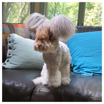 Wally, le lapin aux grandes oreilles poilues