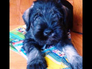 Tadeusz Chyła - Sen psa