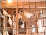 کبوتر‌های امروز در کانادا و دیروز در ایرانIranian Pigeons