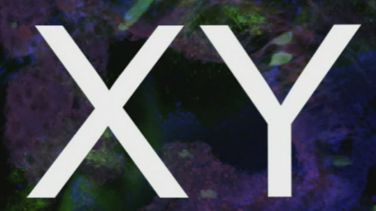 Chromosomes X et Y : la détermination sexuelle