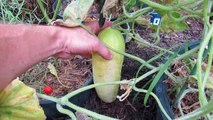 How to Easily Collect & Save Garden Cucumber Seeds: The Rusted Garden 2013