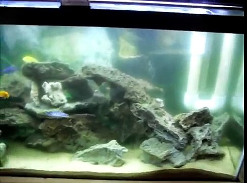 40 gallon cichlid tank 4-3-11