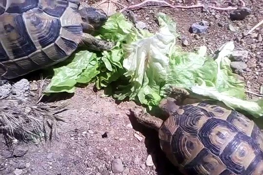 repas salade hummmmm