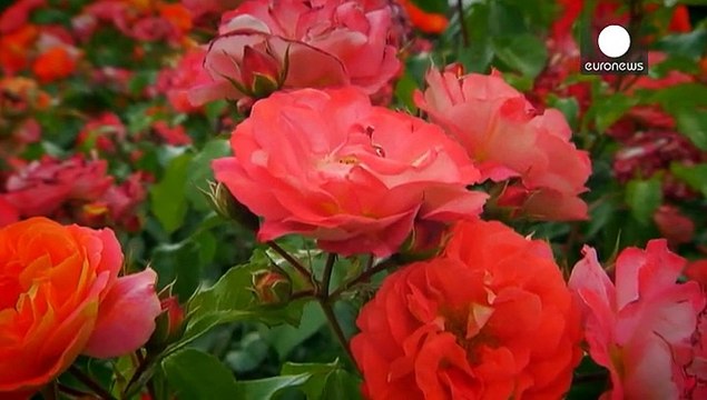 Фестиваль троянд у Ліоні: магія запаху та краси