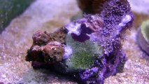 20g long Nano Reef  New Corals! New Fish! Flatworms oh noE!1!!1