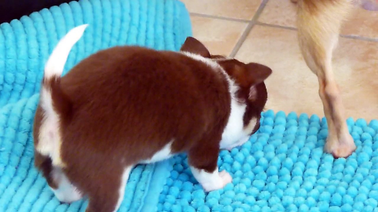 Chiots de Poppy et Ferrero 2015