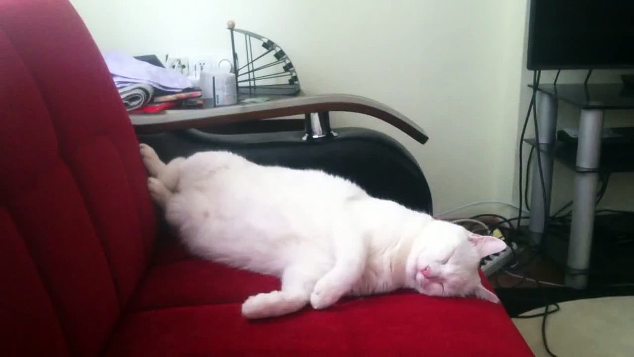 Cat refuses to wake up