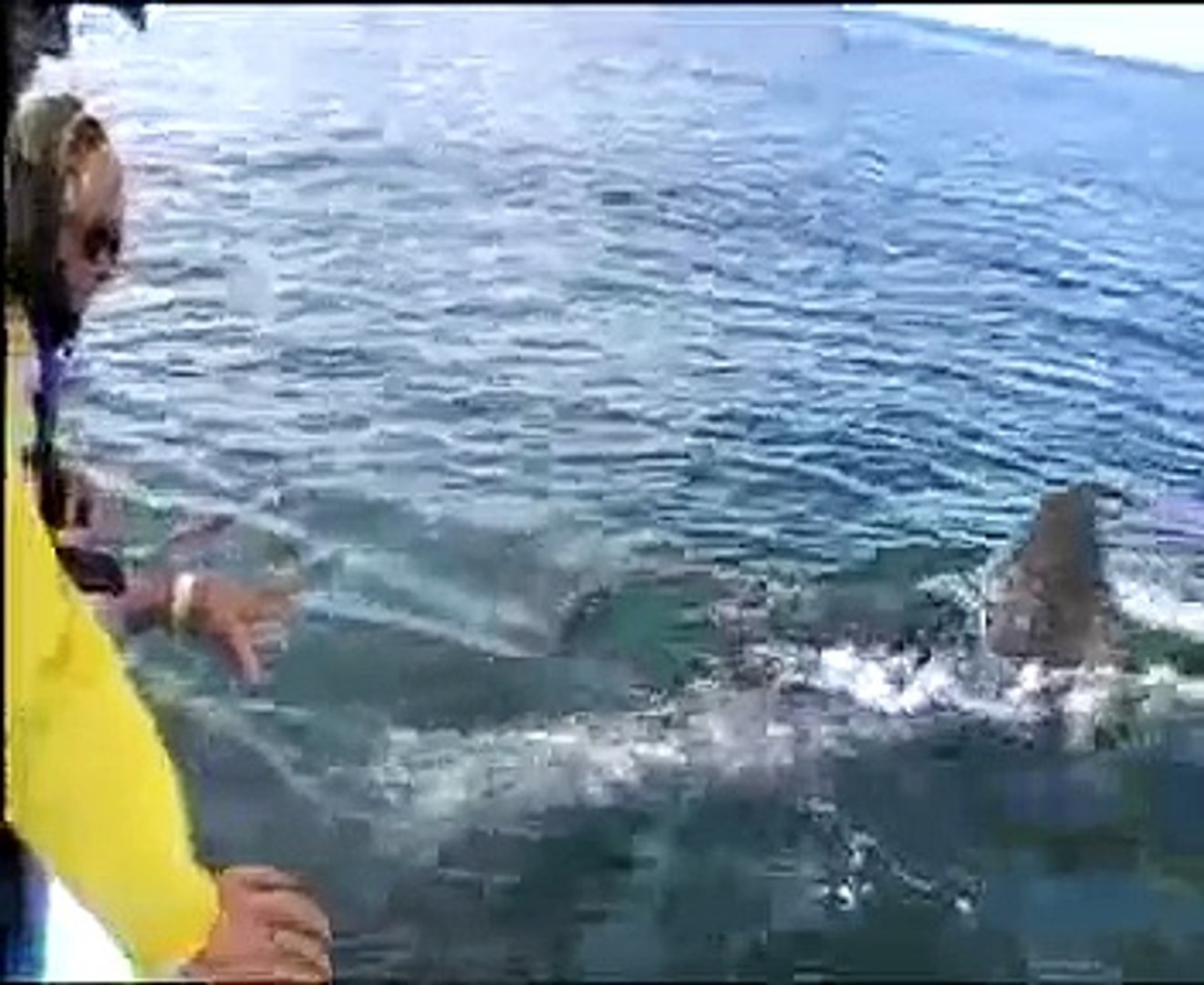 Mexico Whales
