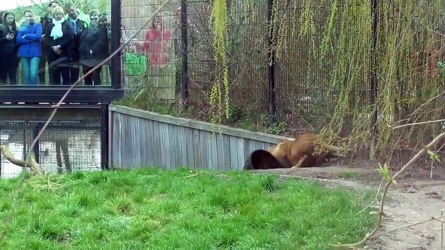 Here's the proof that lions are big cats
