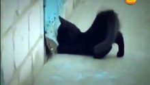 КОШКА ДРУГ СОБАКИ CAT other dogs