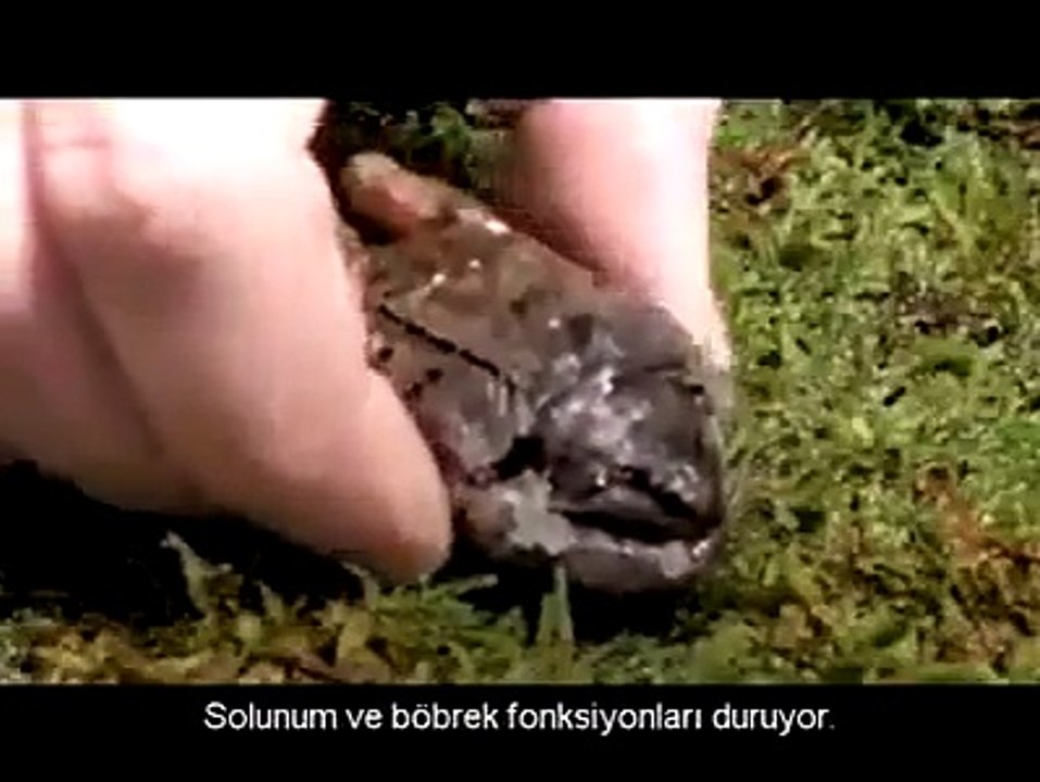 Donduktan sonra yeniden yaşama dönmek?Bu kurbağa'nın tekniği tam olarak bu!Tamamen buz kesiliyor, kalbi atmıyor, kan akışı duruyor ve sonra yeniden diriliyor...Ölüp ölüp dirilmek bu olsa gerek...SubhanAllah...