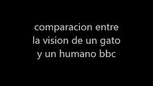 como es la vision de un gato