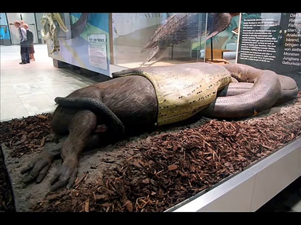 Worlds biggest snake found alive in Brazil - video Dailymotion